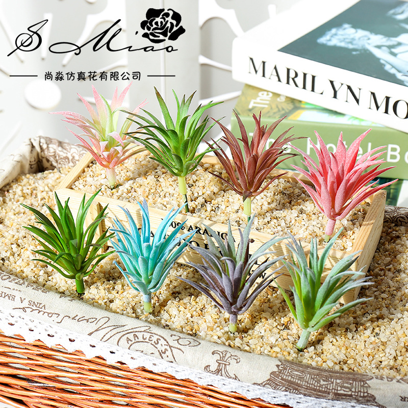 7.5x10cm Mini Ling Jiao Cao Ar - Succulent Arrangement Mini recension och pris