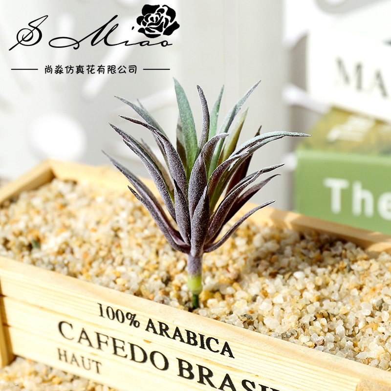 7.5x10cm Mini Ling Jiao Cao Ar - Succulent Arrangement Mini recension och pris
