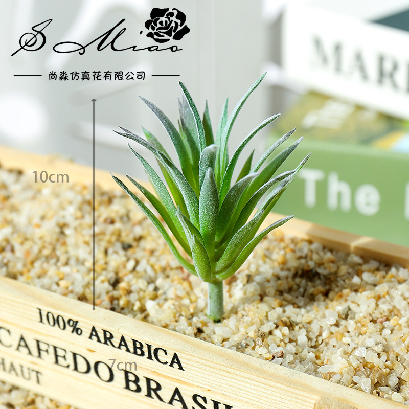 7.5x10cm Mini Ling Jiao Cao Ar - Succulent Arrangement Mini recension och pris