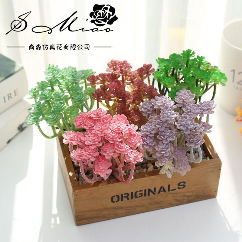 Wusmart Large Xian Ren Ke Arti - Succulent Arrangement Mini recension och pris