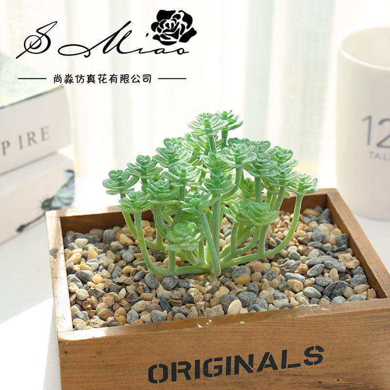 Wusmart Large Xian Ren Ke Arti - Succulent Arrangement Mini recension och pris