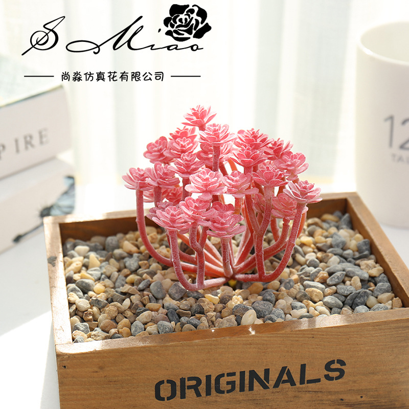 Wusmart Large Xian Ren Ke Arti - Succulent Arrangement Mini recension och pris