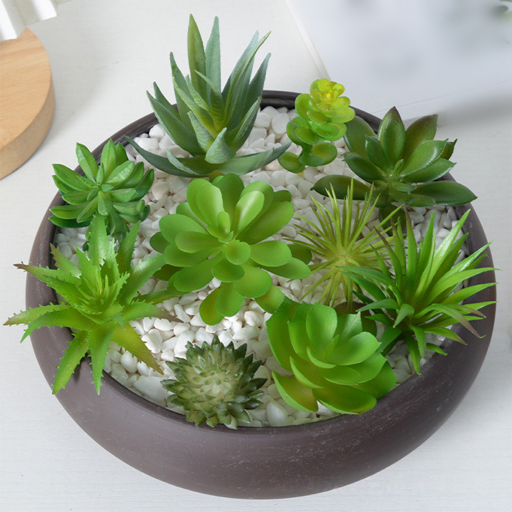 Charming For Mini Bonsai Succu - Succulent Arrangement Mini recension och pris