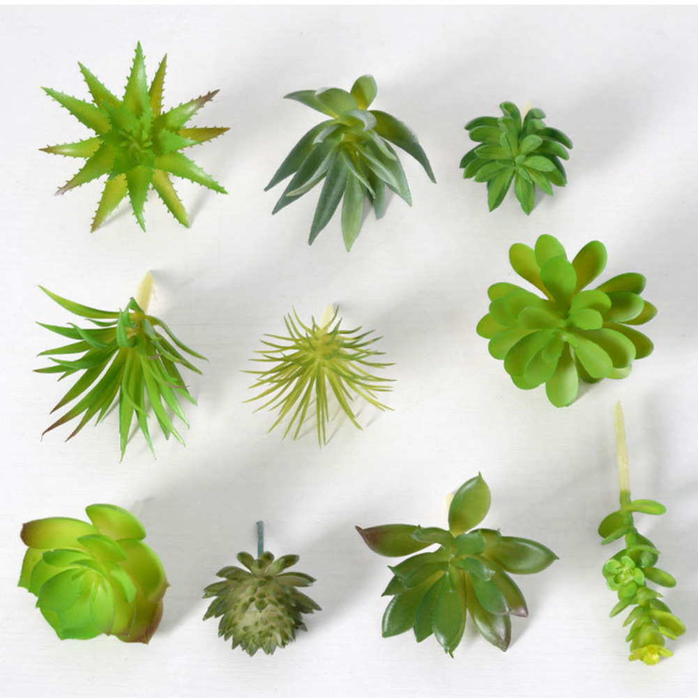 Charming For Mini Bonsai Succu - Succulent Arrangement Mini recension och pris