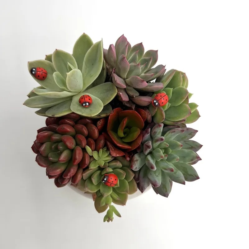 Mini Landscape Ladybug Figurin - Succulent Arrangement Mini recension och pris