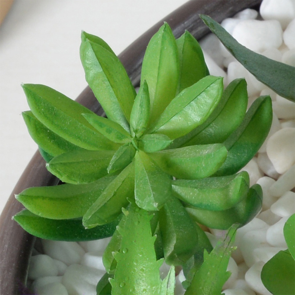 Contemporary For Mini Bonsai T - Succulent Arrangement Mini recension och pris