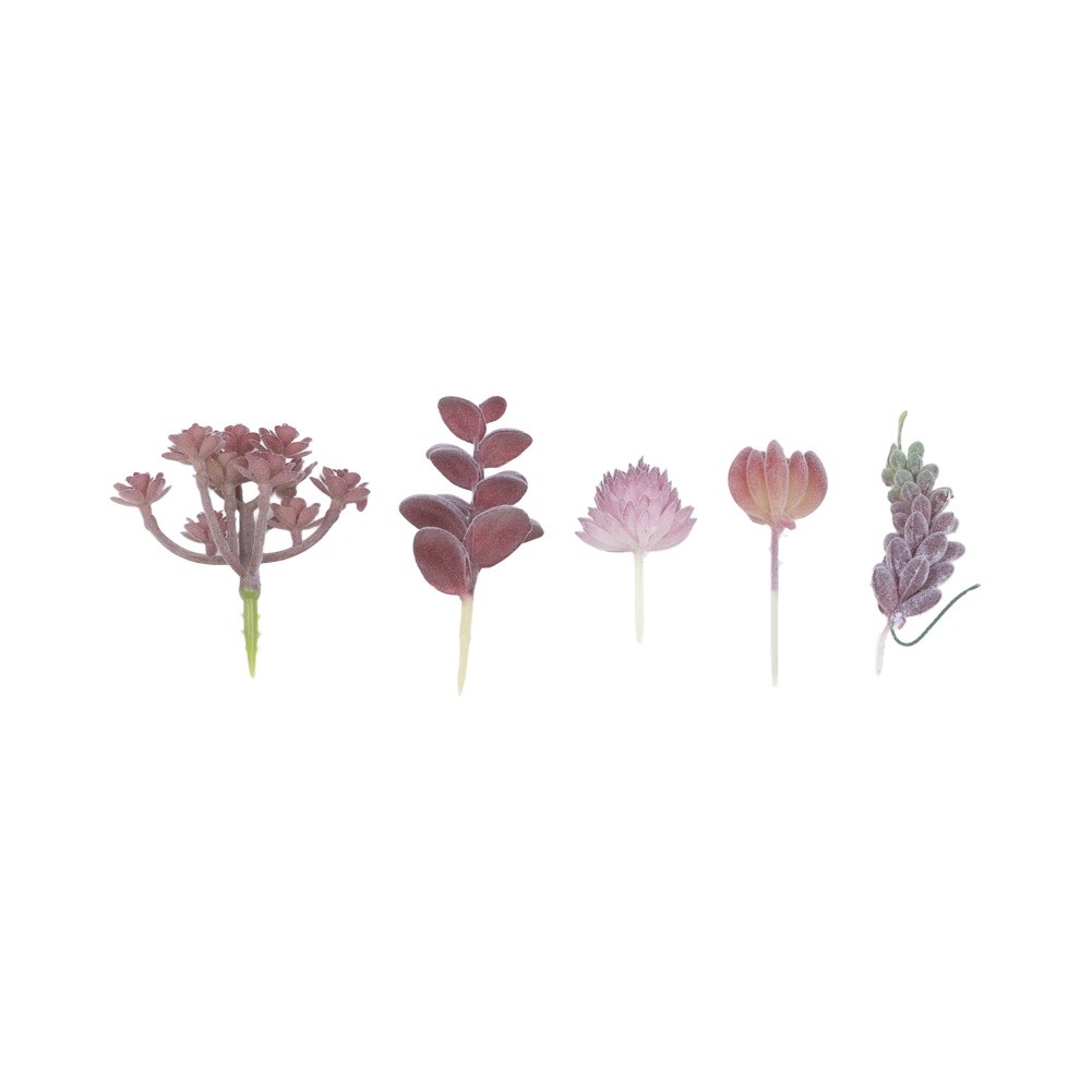 Contemporary For Mini Bonsai T - Succulent Arrangement Mini recension och pris